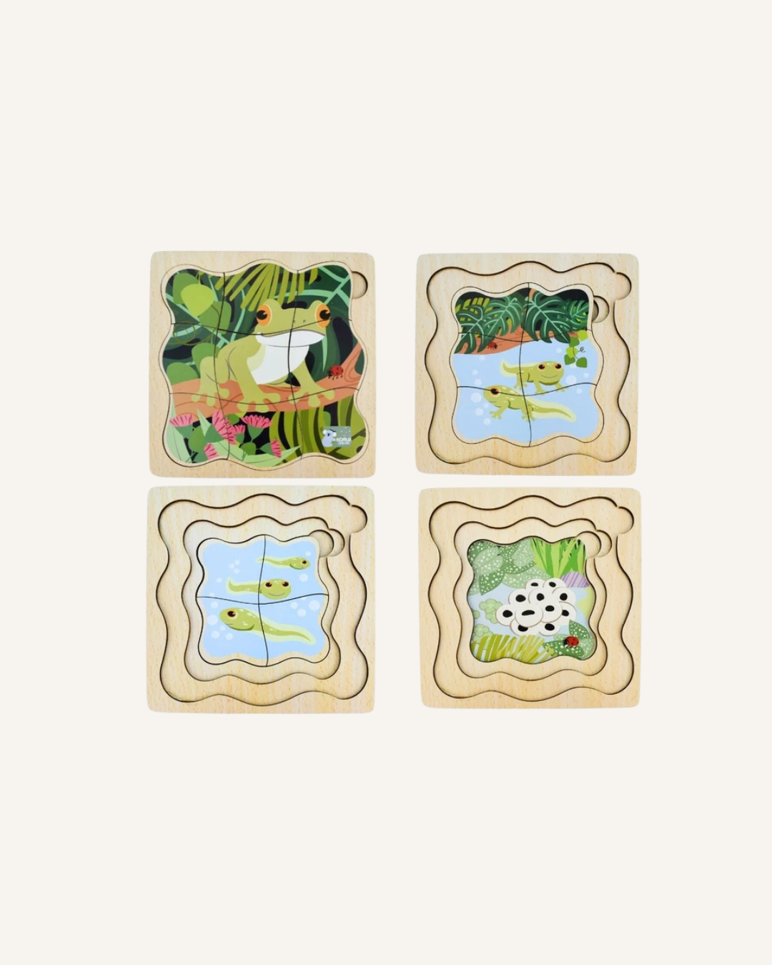 KOALA DREAM - LIFE CYCLE LAYERED PUZZLE - GREEN TREE FROG
